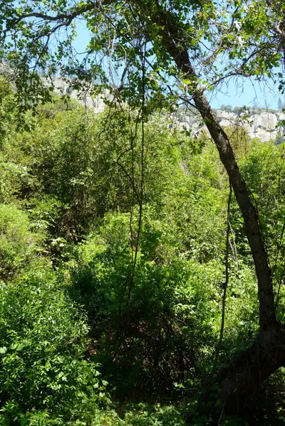 DSC_2246 (Large).JPG